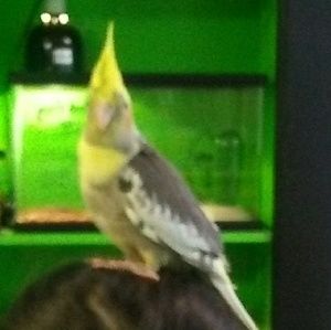 Meet your Posher, Riley